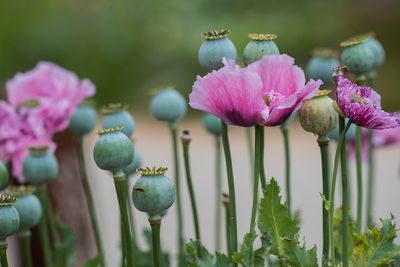 poppies.jpg