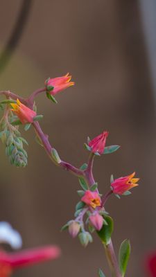 succuulent desert flower.jpg