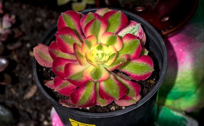 echeveria flame.jpg