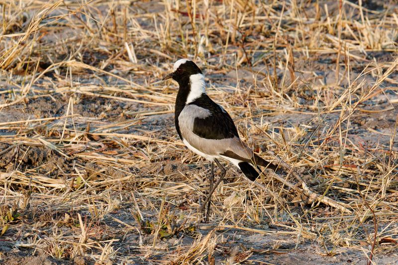 Blacksmith lapwing