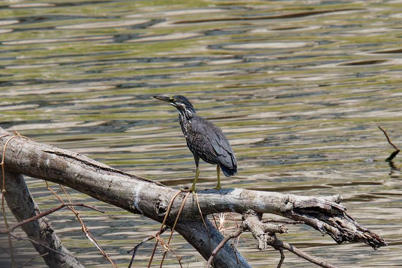 Striated heron