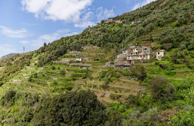 Terrace farming
