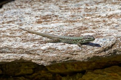 Italian Wall Lizard