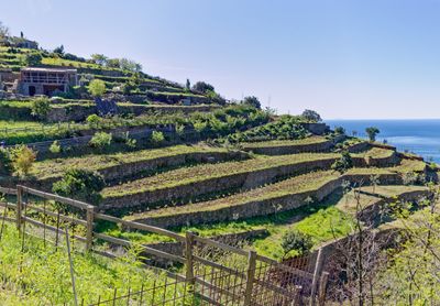 Working terraces near Campiglia