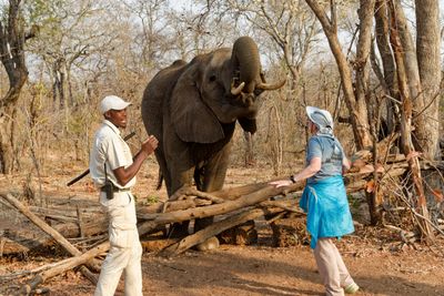 Elephant feeding