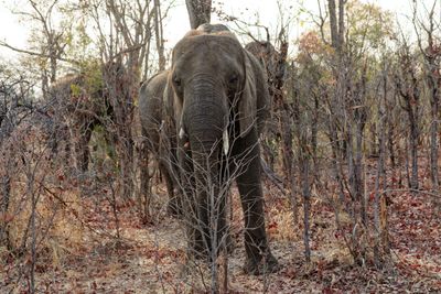 Elephant roundup