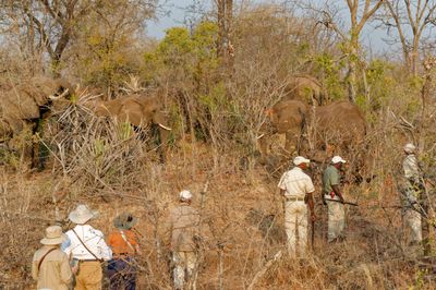 Elephant roundup in the bush