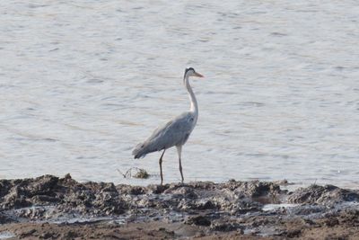 Wattled crane