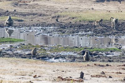 Morning baboons