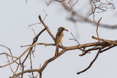 African gray hornbill