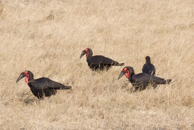 Southern ground hornbills