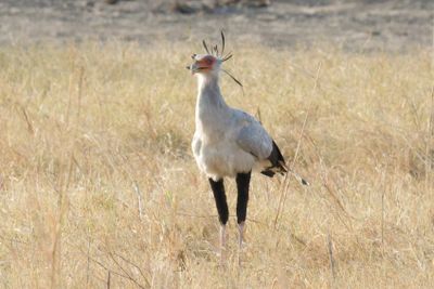 Secretary bird