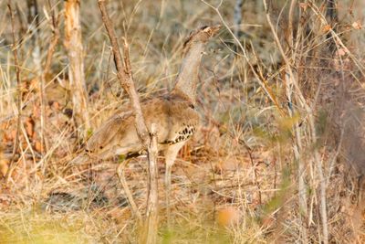 South African Birds