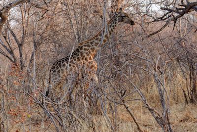 Southern Africa