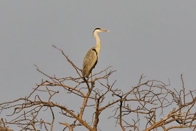 Gray heron