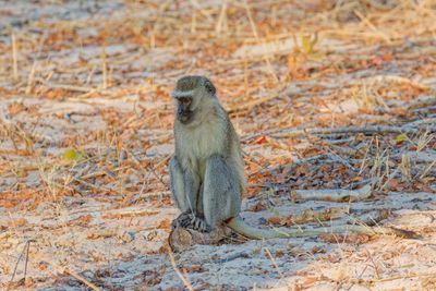 Vervet monkey2.jpg