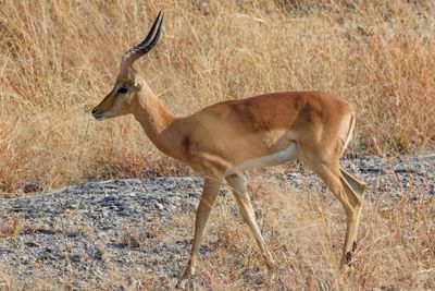Impala