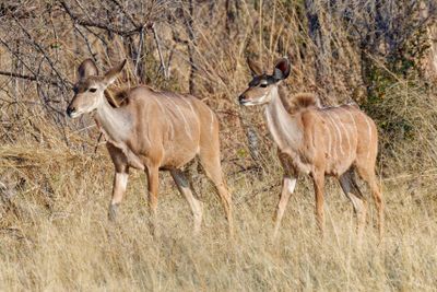 Greater Kudu females