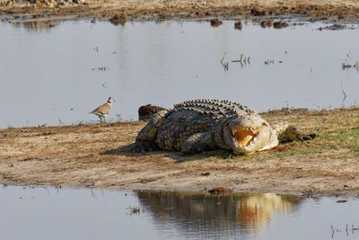Nile crocodile