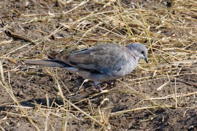 Ring-necked dove