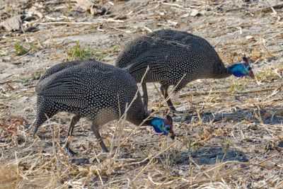 Helmeted guinea fowl