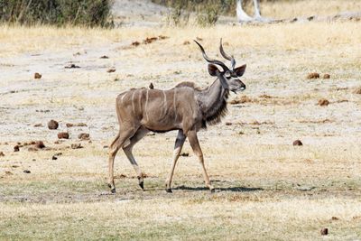 Male kudu