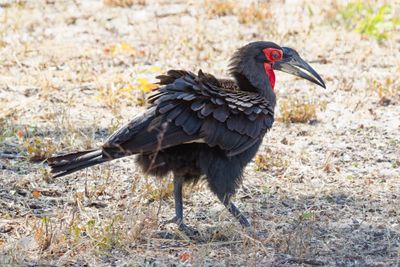 Southern ground hornbill
