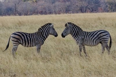 Plains zebra