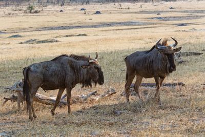 Wildebeest (Gnu)