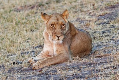 Lioness