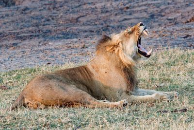Lion