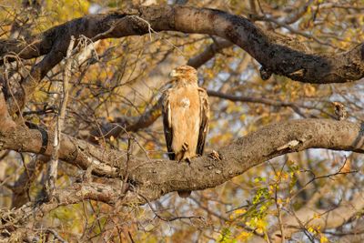 Wahlberg's eagle