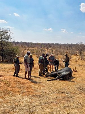 Elephant injury