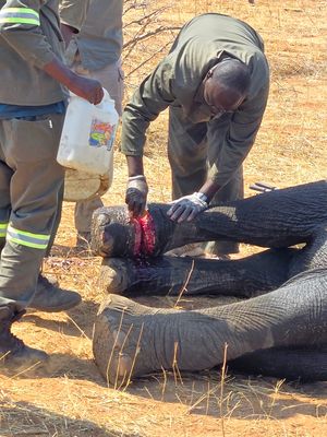 Elephant injury 2