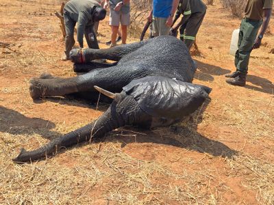 Elephant injury 3