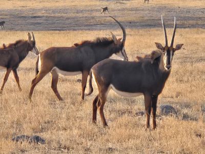Sable antelope