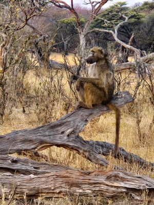Baboon.jpg
