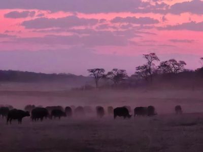 Sunset over cape buffalo herd