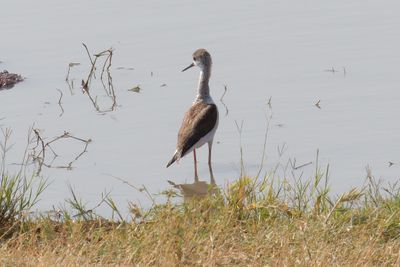 Marsh sandpiper