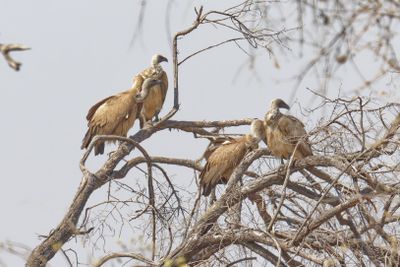 White backed vultures.jpg