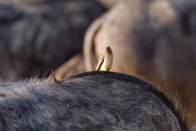 Red-billed ox pecker