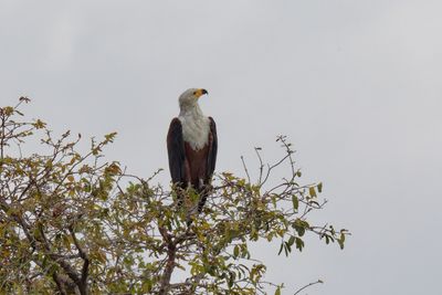 African fish eagle