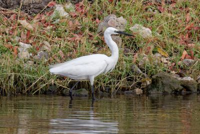 Little egret