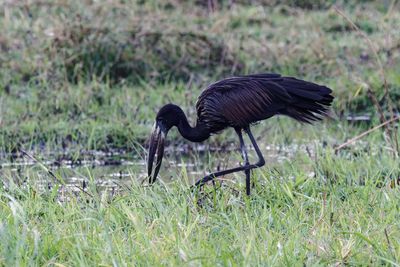 African open bill stork