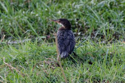Reed cormorant