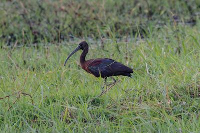 Glossy ibis