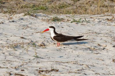 South African Birds