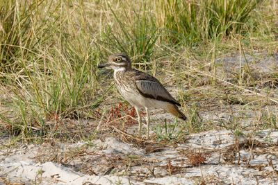 Water thick-knee