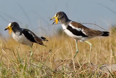 White-headed lapwing