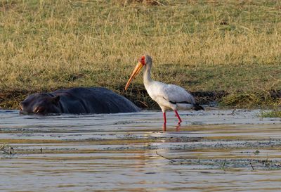 Yellow-billed stork